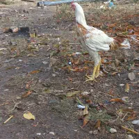 سلام دوستان دوتا جوجه خروس نسل ژرمن آلمانی|حیوانات مزرعه|گالیکش, |دیوار