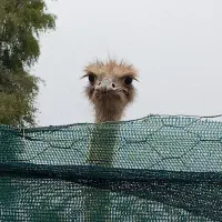 شترمرغ فروش