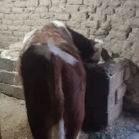 گوساله|حیوانات مزرعه|سقز, |دیوار