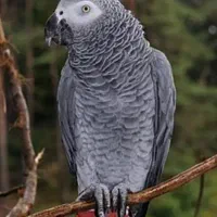 یه کاسکو پیدا شده