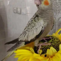 عروس هلندی گم شده