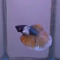 فایتر|ماهی|رشت, توشیبا|دیوار