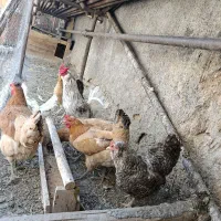 تخم مرغ نطفه دار دورگ گلین بومی