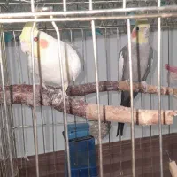 یک جفت عروس طوطی