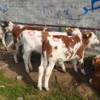 مرکز خرید گوساله