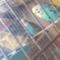 یه جفت مرغ عشق انگلیسی زیبا واهلی