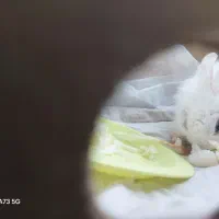 واگذاری خرگوش