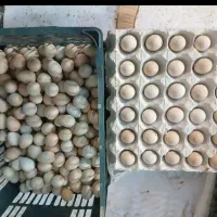 تخم نطفه دار بلدرچین کوه