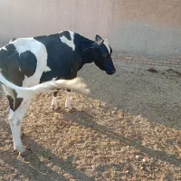 گاو و شنگل|حیوانات مزرعه|شوشتر, |دیوار