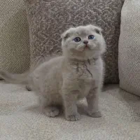 گربه اسکاتیش پسر اصیل