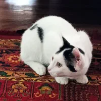 بچه گربه|گربه|زنجان, |دیوار