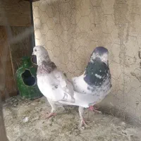 کبوتر