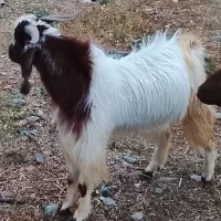 ۲۱۰۰۰۰۰۰ میلیون