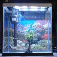 آکواریوم|ماهی|زابل, |دیوار