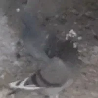 گم شده