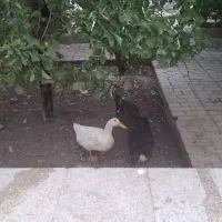 اردک بالغ تخم گذار