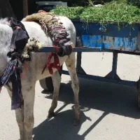الاغ