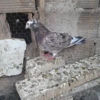 کبوتر گرفتنی رنگی پلاکی سرور|پرنده|قم, ولیعصر|دیوار