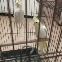 عروس هلندی زرد دو تا یکجا به فروش می‌رسد