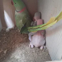 جوجه شاه طوطی|پرنده|ساوه, |دیوار