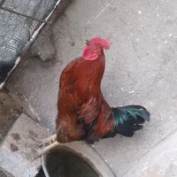 خروس