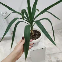 گیاه یوکا|گل و گیاه طبیعی|قزوین, |دیوار