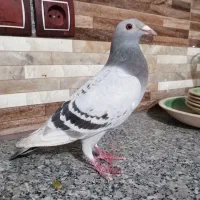 کبوتر مسافتی موریس