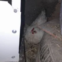 مرغ|حیوانات مزرعه|قره قوین, |دیوار