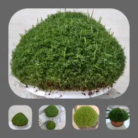 سبزه آماده|گل و گیاه طبیعی|کوهدشت, |دیوار