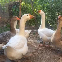 غاز/قوغاز/اردک محلی/اردک خارجی