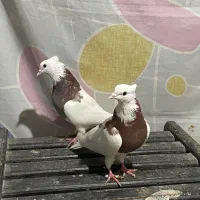 کبوتر طوقی|پرنده|پل سفید, |دیوار