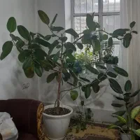 گل و گیاه