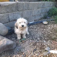 سگ تریر ۱ساله نر|سگ|باسمنج, |دیوار