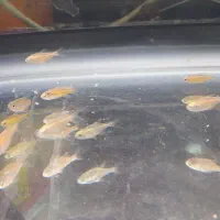انواع ماهی گیاه خوار|ماهی|دوگنبدان, |دیوار