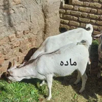 گوسفند (کهره )|حیوانات مزرعه|بم, |دیوار