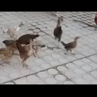 مرغ جوجه محلی اصل اصل