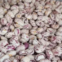 باسلام لوبیا چیتی بذر محلی سپیدان تمیز دست چین
