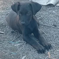 فروش و واگذاری توله ی 3ماهه ی دوبرمن کنکورسو