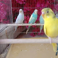 مرغ عشق رنگی وسالم