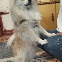 فروش سگ خانگی شناسنامه دار واکسینه خورده|سگ|زابل, |دیوار