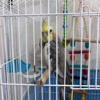 فروش فوری عروس هلندی آهویی نر ۱ساله