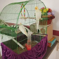 عروس هلندی  زیبا