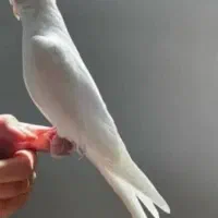 عروس هلندی سفیدنر سخنگو