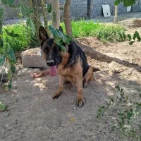 سگ ژرمن نر،سگ تربتی نر در زرند