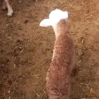 بره با کوسفند|حیوانات مزرعه|مشگین شهر, |دیوار