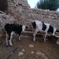 گاو و گوساله