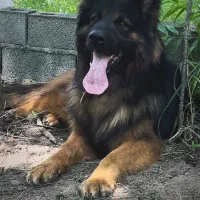 کشش با ماده بلک اصیل|سگ|تنکابن, |دیوار