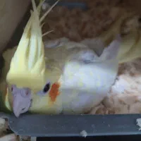 عروس هلندی مولد و فنچ مصری مولد