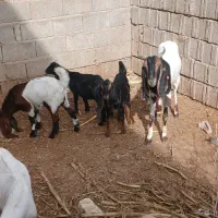 دوتا بز زاییده با بیگ|حیوانات مزرعه|دزفول, |دیوار