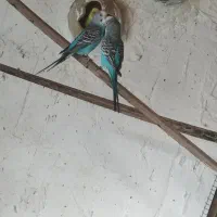 9عدد مرغ عشق بالغ